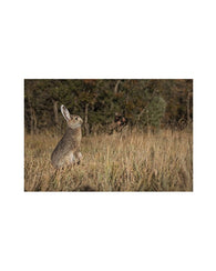 Decoy Para Caceria De Coyotes Depredado Conejo Real Señuelo
