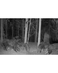 Esencia Atrayente De Venado Y Jabali Olor Maiz Dulce